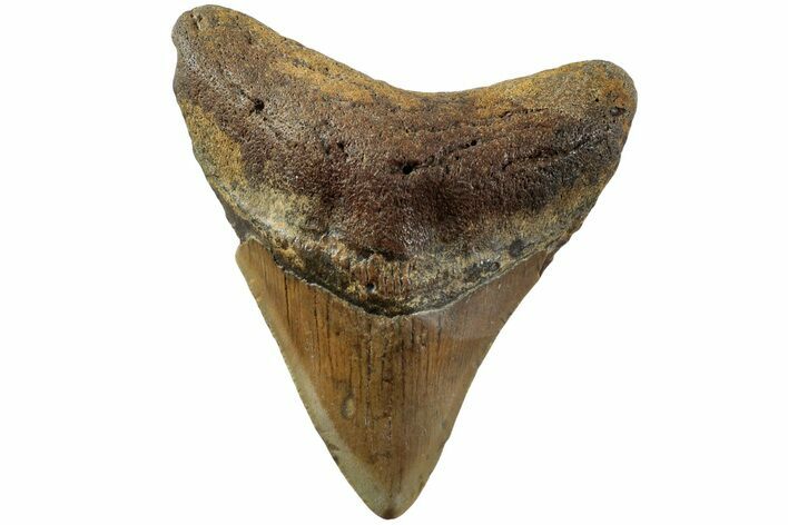 Fossil Megalodon Tooth - North Carolina #235437